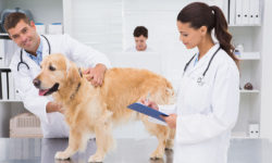 Vet Jobs - Veterinarian Jobs - Veterinary Nurse Jobs - Veterinary Jobs